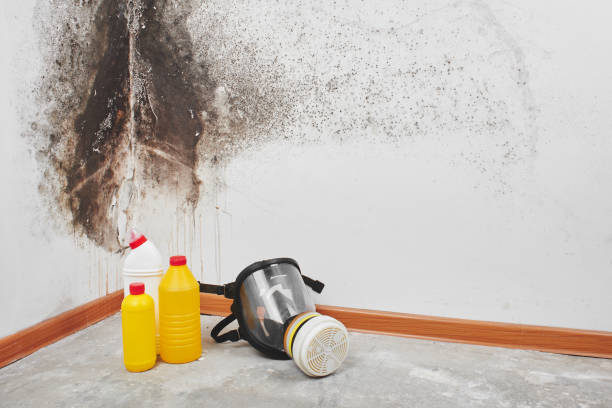 Best Local Mold Removal Service  in Freeport, IL