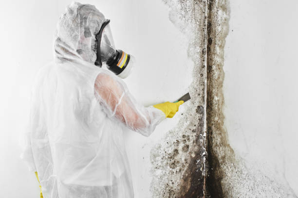 Professional Mold Removal in Freeport, IL