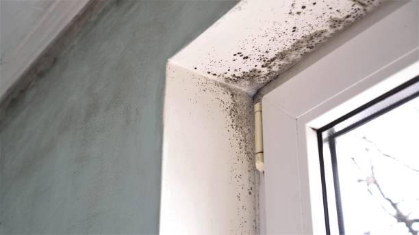 Best Residential Mold Removal  in Freeport, IL