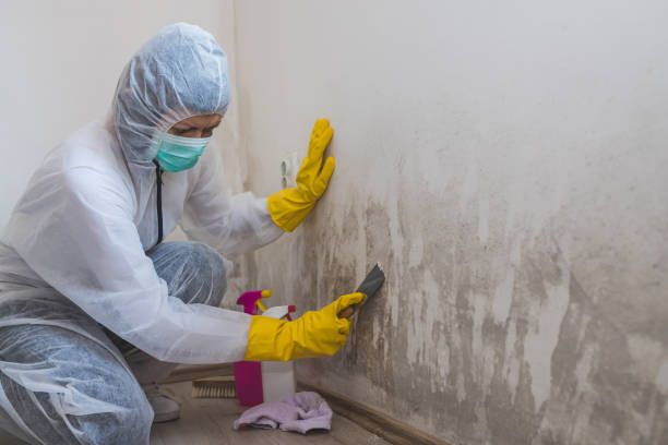 Best Residential Mold Removal  in Freeport, IL
