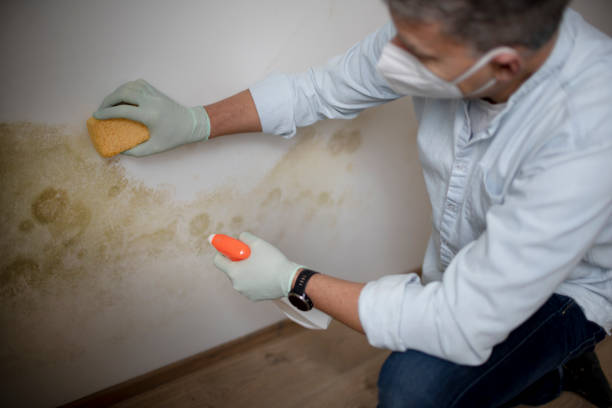Best Emergency Mold Removal  in Freeport, IL