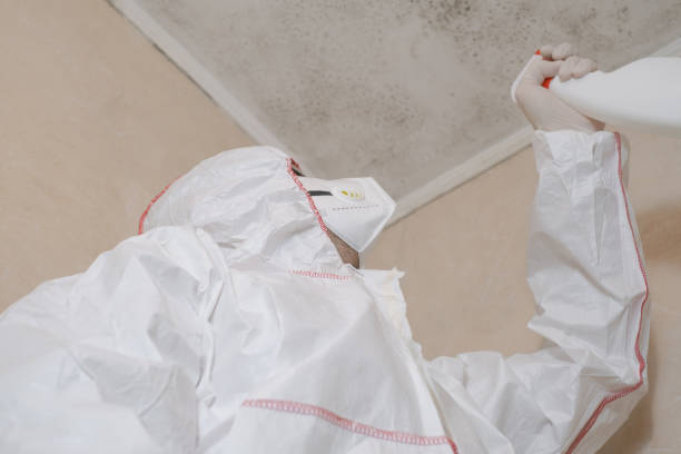 Best Office Mold Removal Services  in Freeport, IL