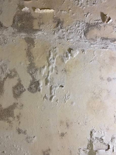 Mold Removal Process in Freeport, IL