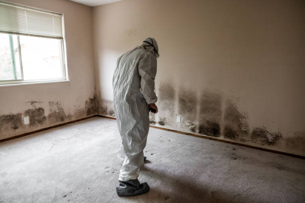 Best Mold Removal Process  in Freeport, IL