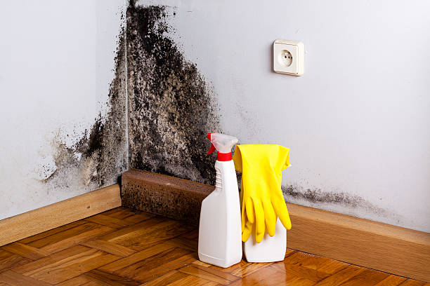 Best Fast Mold Removal  in Freeport, IL