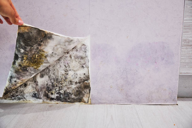 Best Water Damage Restoration  in Freeport, IL